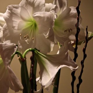 White amaryllis, lasting beauty with ease, the calm before the storm….
