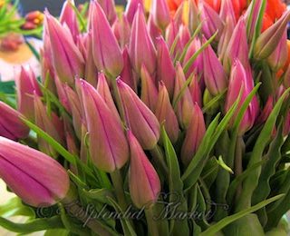 Local French Tulips