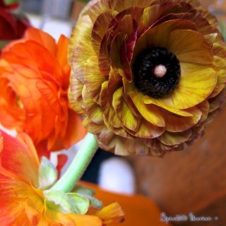 Ranunculus and aid for the tornado victims…