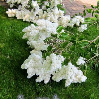white lilacs and sawing logs…