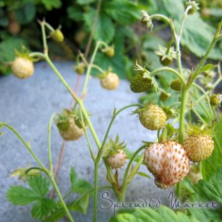 Strawberry Fields at the market…