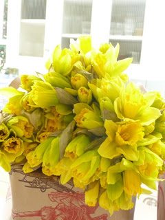 Daffodil Divinity