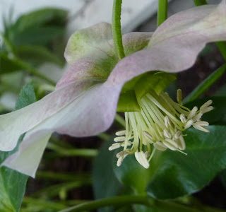 Long live the Hellebores!