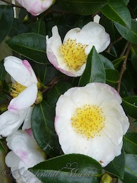 Camellias