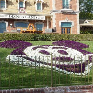 the botany of disneyland…