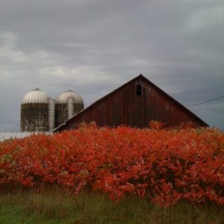 Riotous reds in the Amish Country…