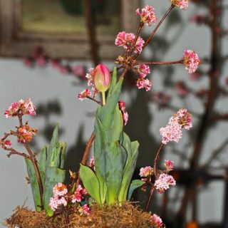 Viburnum x. bodnantense to the rescue…