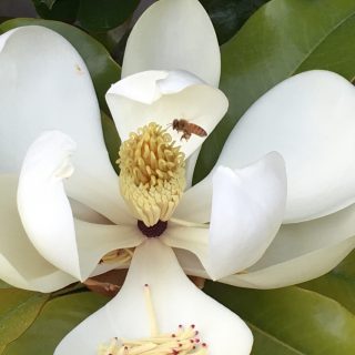 Magnolia magic and busy bees….