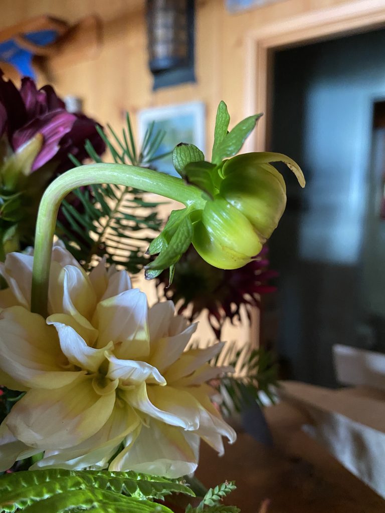 Dahlia, garden flowers, fresh dahlia bouquets