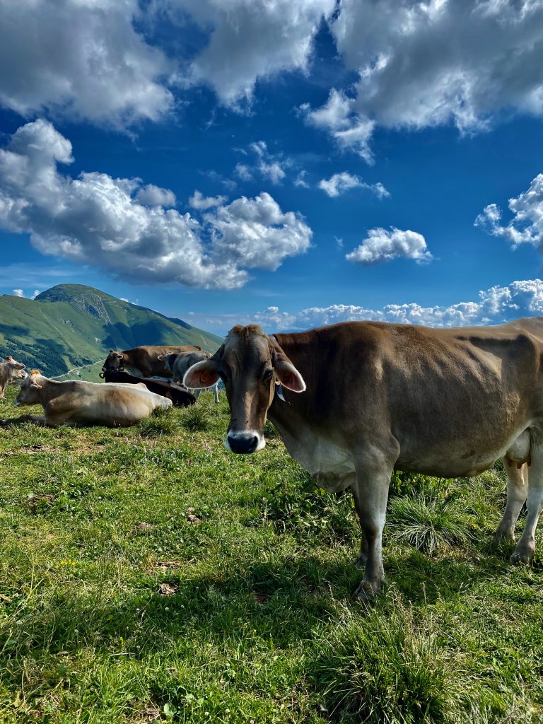 Cows, Alpine cows, Lake Garda, lago di Garda, Italian Alps, adventuress domestista, splendid faraway places 