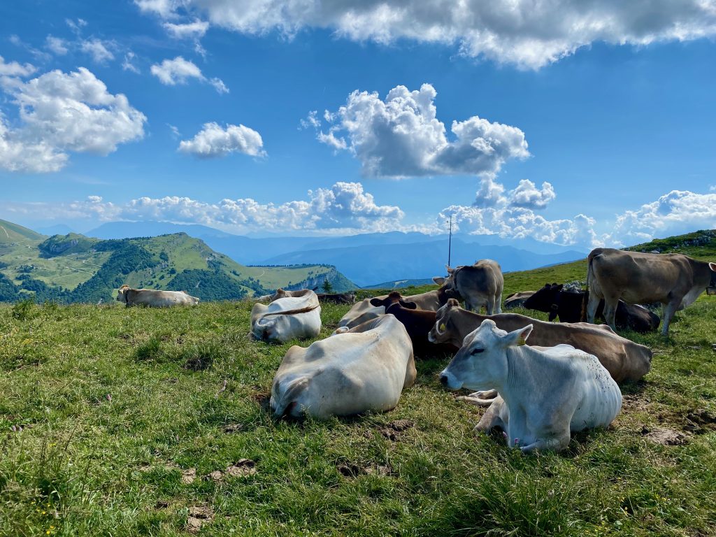 Cows, Alpine cows, Lake Garda, lago di Garda, Italian Alps, adventuress domestista, splendid faraway places 