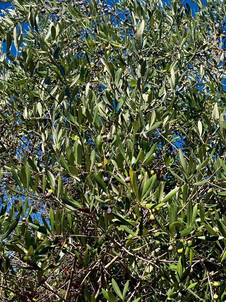 Ripe olives, olive tree, olive branches, Monterosso al Mare, Sentiero Verde Azzuro, The Blue Path, Cinque Terre, Italian Riviera, Sentiero Azzuro, Italian Rivera, Gulf of Monterosso, 