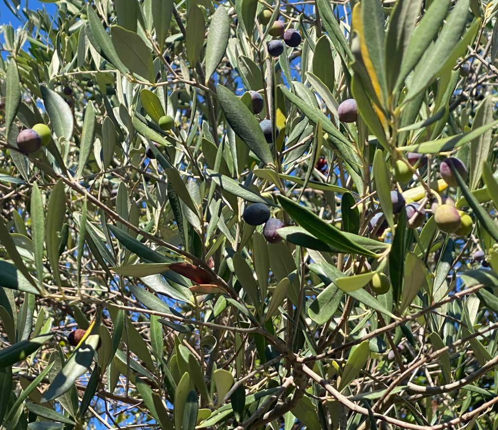 Olives, Olive tree, Olive grove, Path to Vernazza, Senterio Verde Azzuro, The Blue Path, Cinque Terre, Italian Riviera, Senterio Azzuro