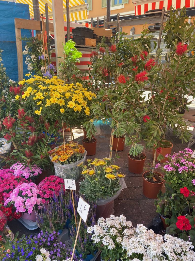 Marché aux fleurs, Nice, Cours Saleya, Cours Saleya flower market, potted plants