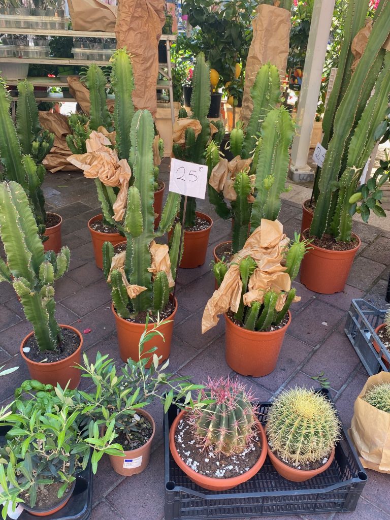 Marché aux fleurs, Nice, Cours Saleya, Cours Saleya flower market, cactus, potted cactus