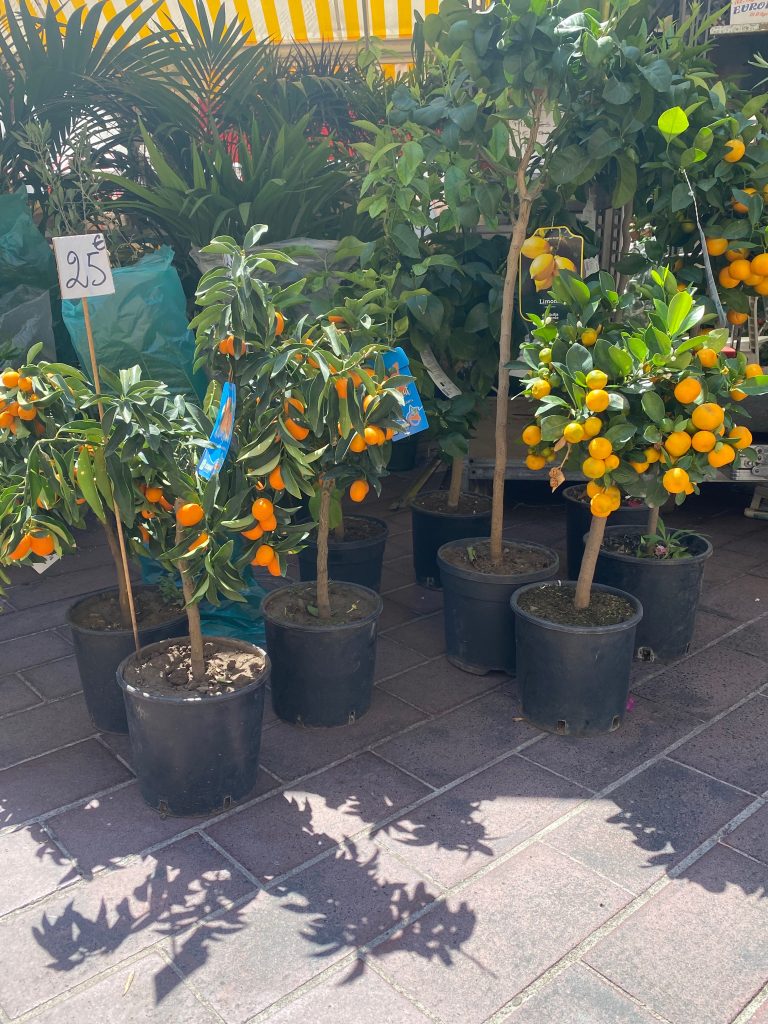 Marché aux fleurs, Nice, Cours Saleya, Cours Saleya flower market, orange trees, citrus trees, Calamondin oranges, Calamondin orange trees
