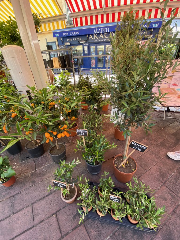 Marché aux fleurs, Nice, Cours Saleya, Cours Saleya flower market, baby olive trees in clay pots, baby olivier, olivier, olive trees