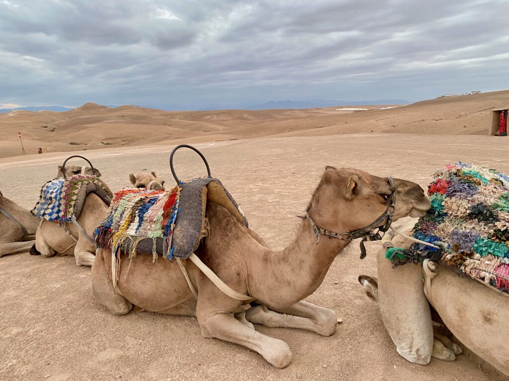 Scarabo camp, Agafy desert, nomadic lifestyle, Atlas Mountains, luxury camp, luxurious adventures, the adventuress domestista rides again, camels, camel rides 