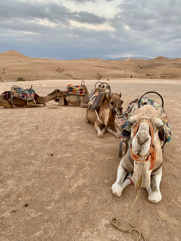 Scarabo camp, Agafy desert, nomadic lifestyle, Atlas Mountains, luxury camp, luxurious adventures, the adventuress domestista rides again, camels, camel rides 