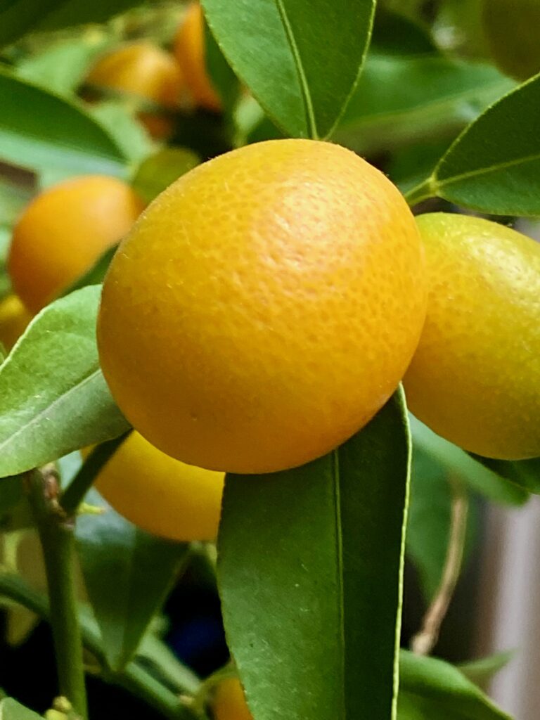 kumquat fruit, honeybee, pollinators, honey bee on kumquat blossom, kumquat tree, kumquat, citrus tree, citrus in the PNW, growing citrus in your home