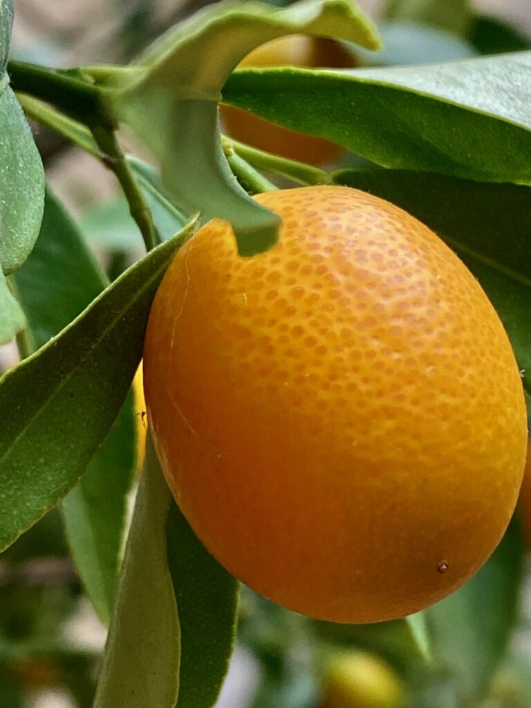 kumquat crop, kumquat may, kumquats, kumquat tree, kumquat farmer, kumquat grower, notions to inspire, recipes to inspire