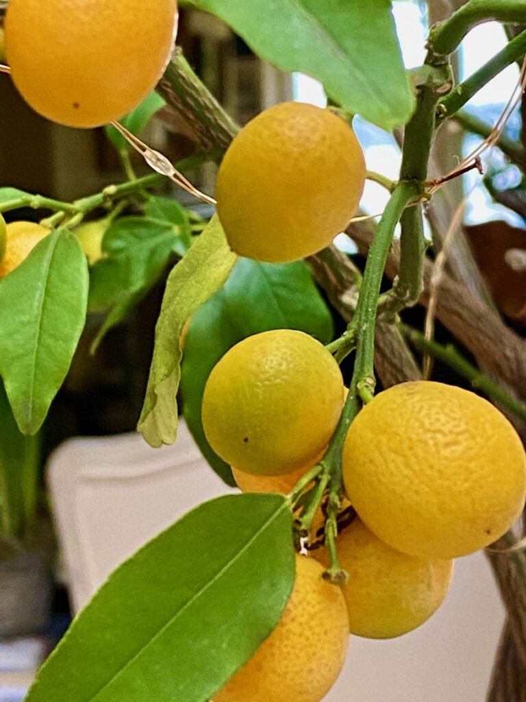 kumquat tree, kumquat, citrus tree, citrus in the PNW, growing citrus in your home
