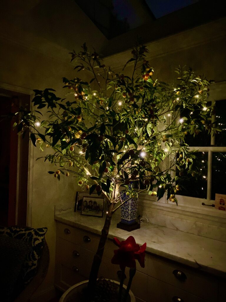 fairy lights on kumquat tree, kumquats in my kitchen, kumquat tree in the kitchen, kumquat tree, kumquat, citrus tree, citrus in the PNW, growing citrus in your home, blue and white kitchen
