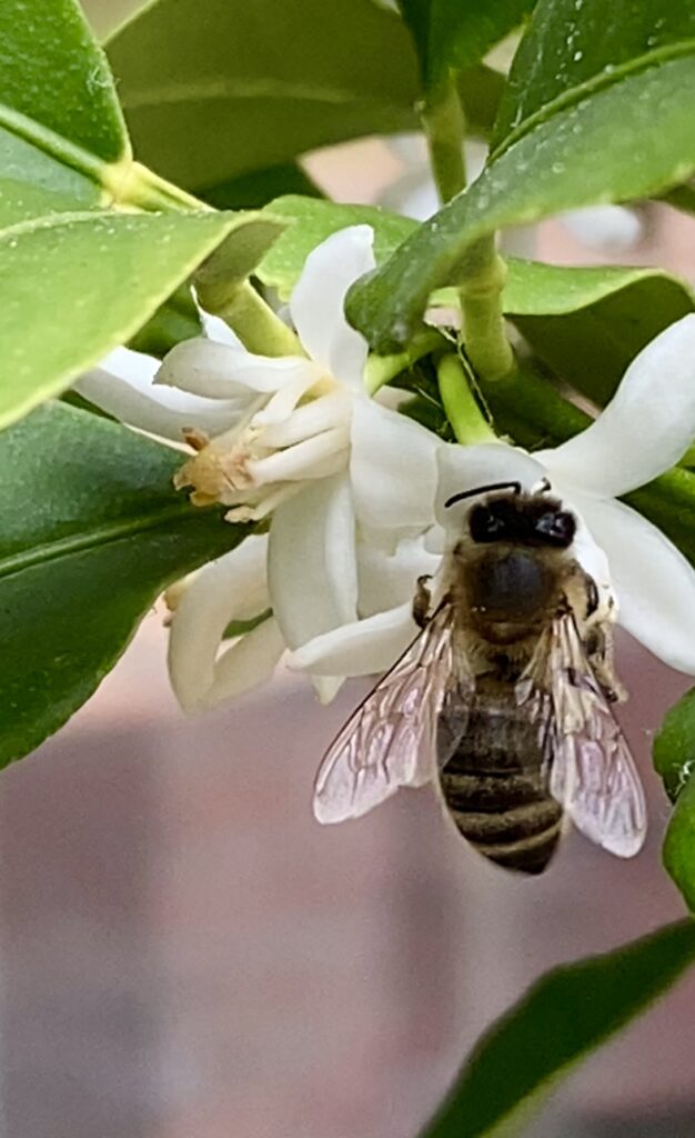 honeybee, pollinators, honey bee on kumquat blossom, kumquat tree, kumquat, citrus tree, citrus in the PNW, growing citrus in your home