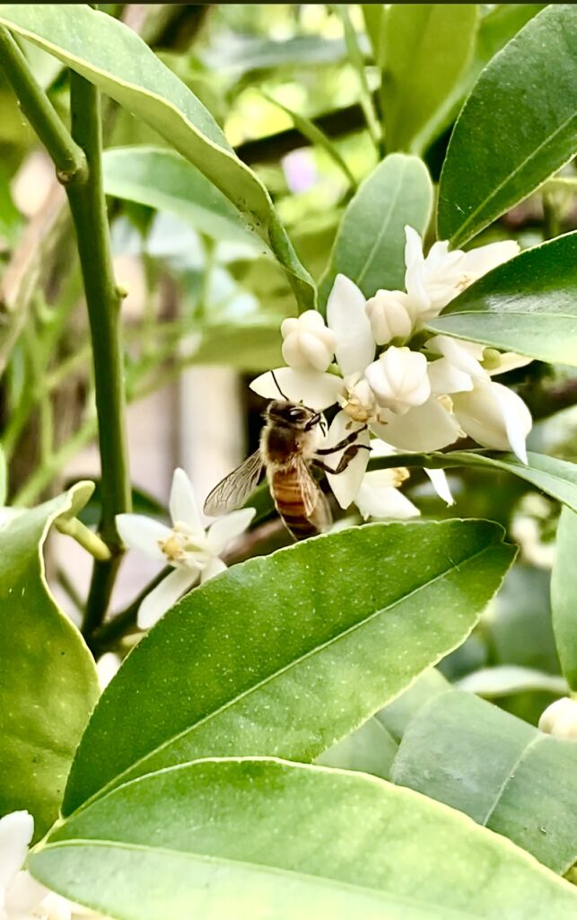 kumquat blossoms, honeybee on kumquat blossoms, honeybee, pollinators, honey bee on kumquat blossom, kumquat tree, kumquat, citrus tree, citrus in the PNW, growing citrus in your home