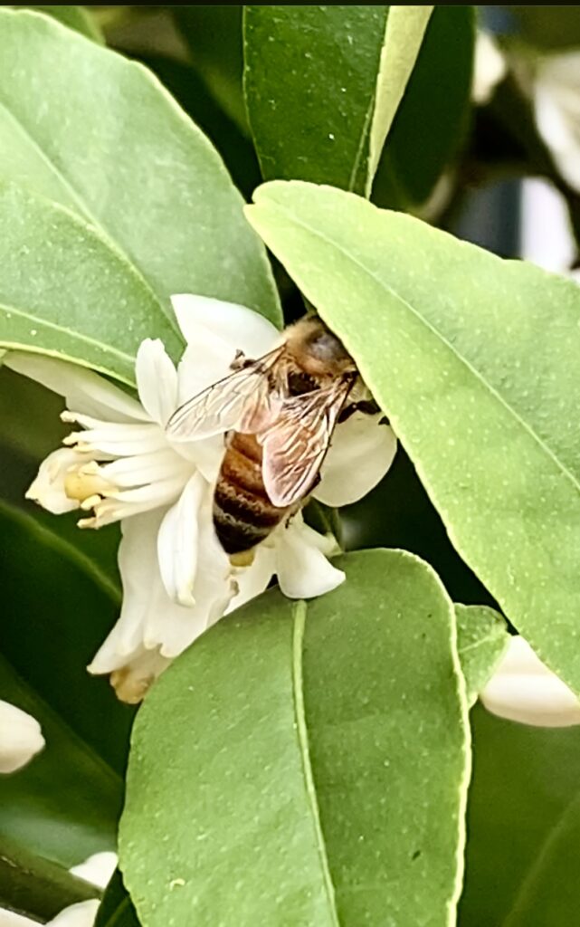kumquat blossoms, honeybee on kumquat blossoms, honeybee, pollinators, honey bee on kumquat blossom, kumquat tree, kumquat, citrus tree, citrus in the PNW, growing citrus in your home