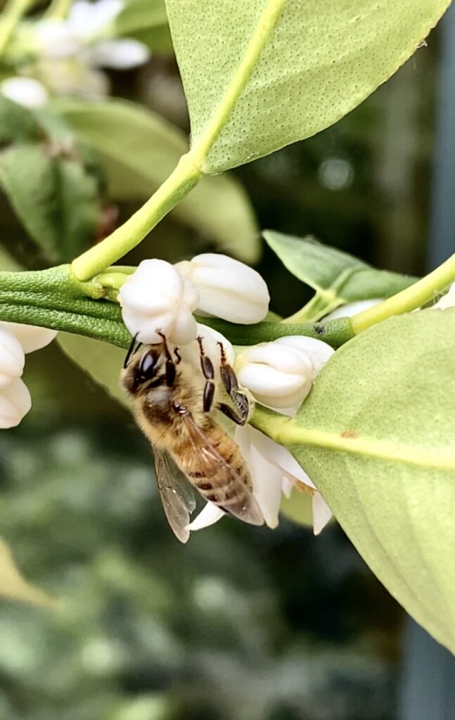 kumquat blossoms, honeybee on kumquat blossoms, honeybee, pollinators, honey bee on kumquat blossom, kumquat tree, kumquat, citrus tree, citrus in the PNW, growing citrus in your home