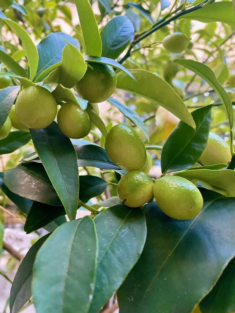 kumquat tree, kumquat, citrus tree, citrus in the PNW, growing citrus in your home