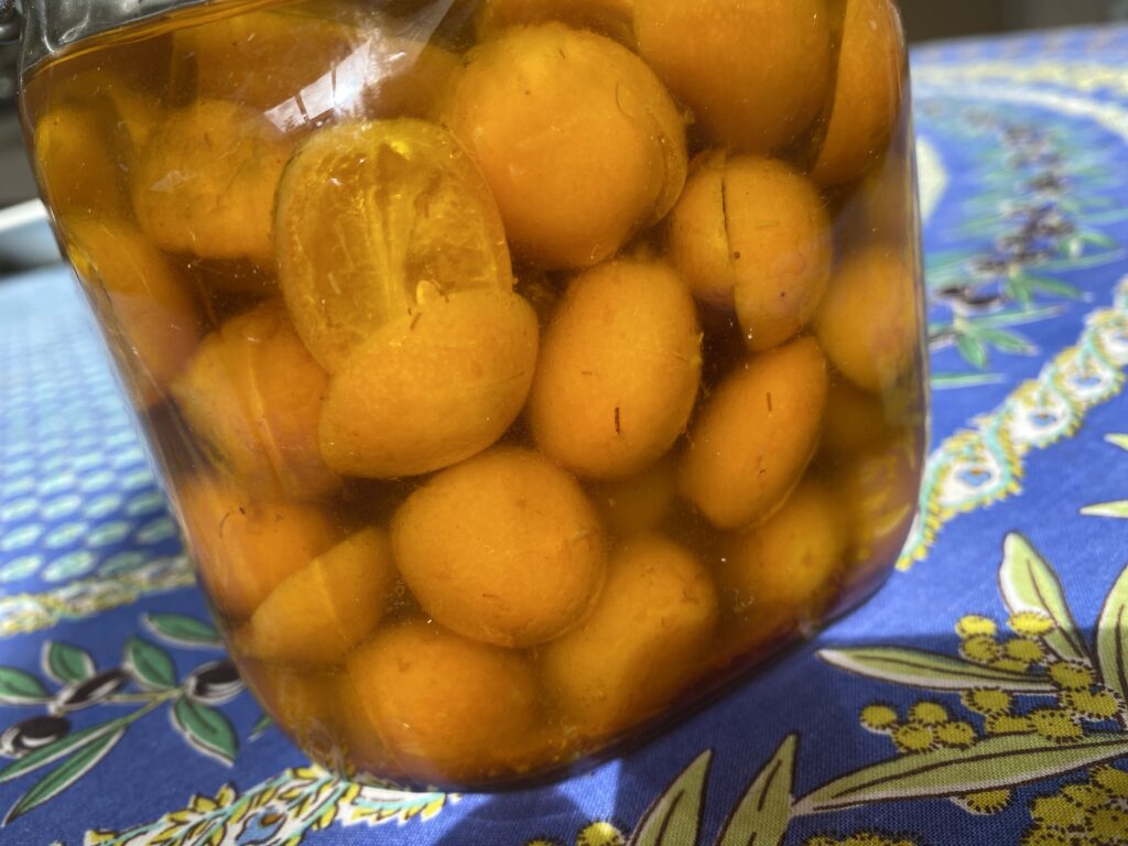 Preserved kumquats, kumquats preserved with saffron, preserved kumquats in olive oil, preserved kumquats in olive oil with saffron, kumquat tree, kumquat, citrus tree, citrus in the PNW, growing citrus in your home