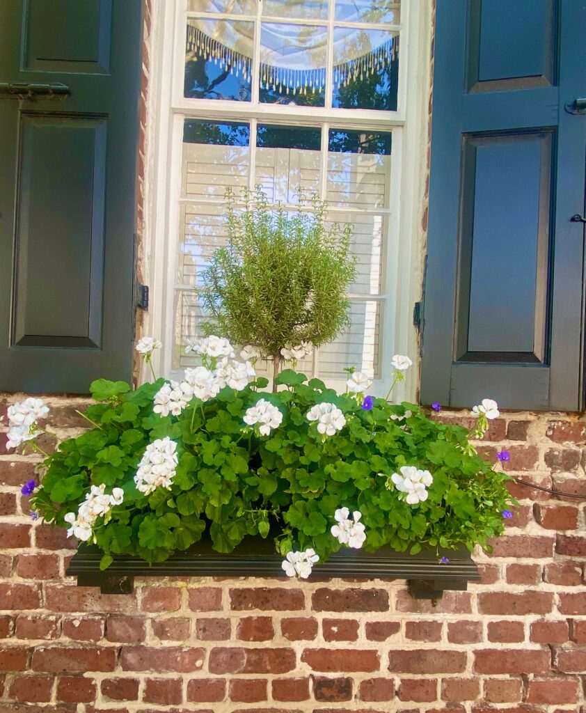 Window boxes, shutters, beautiful window boxes, splendid window boxes, Charleston, rosemary topiary, white geraniums, lobelia