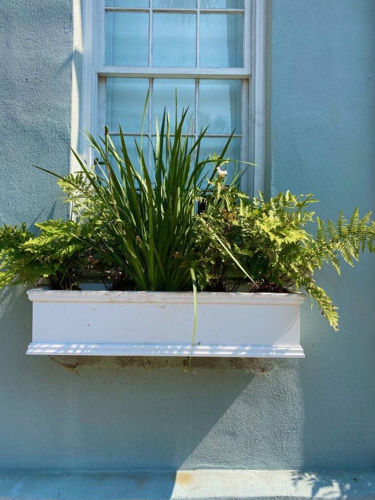 Window boxes, shutters, beautiful window boxes, splendid window boxes, Charleston, ferns, greenery