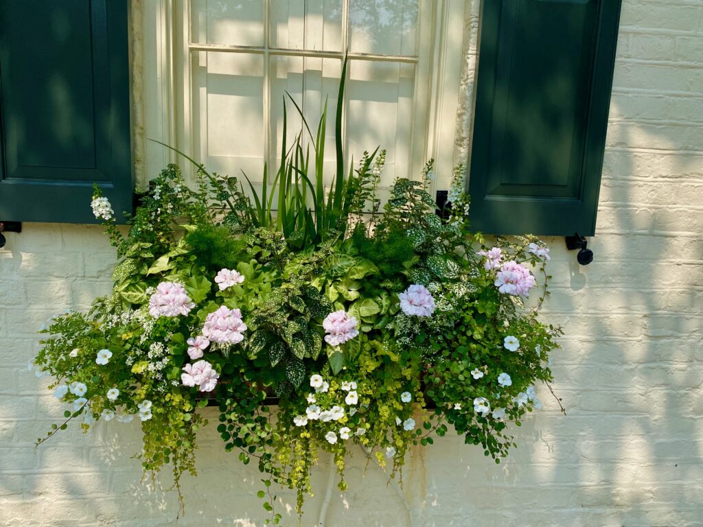 Window boxes, shutters, beautiful window boxes, splendid window boxes, Charleston, grasses, geraniums, creeping Jenny, candy tuft