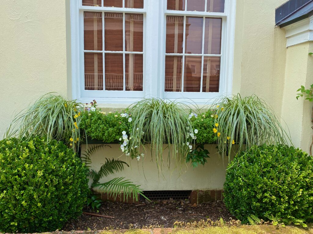 Window boxes, shutters, beautiful window boxes, splendid window boxes, Charleston, grasses, petunias