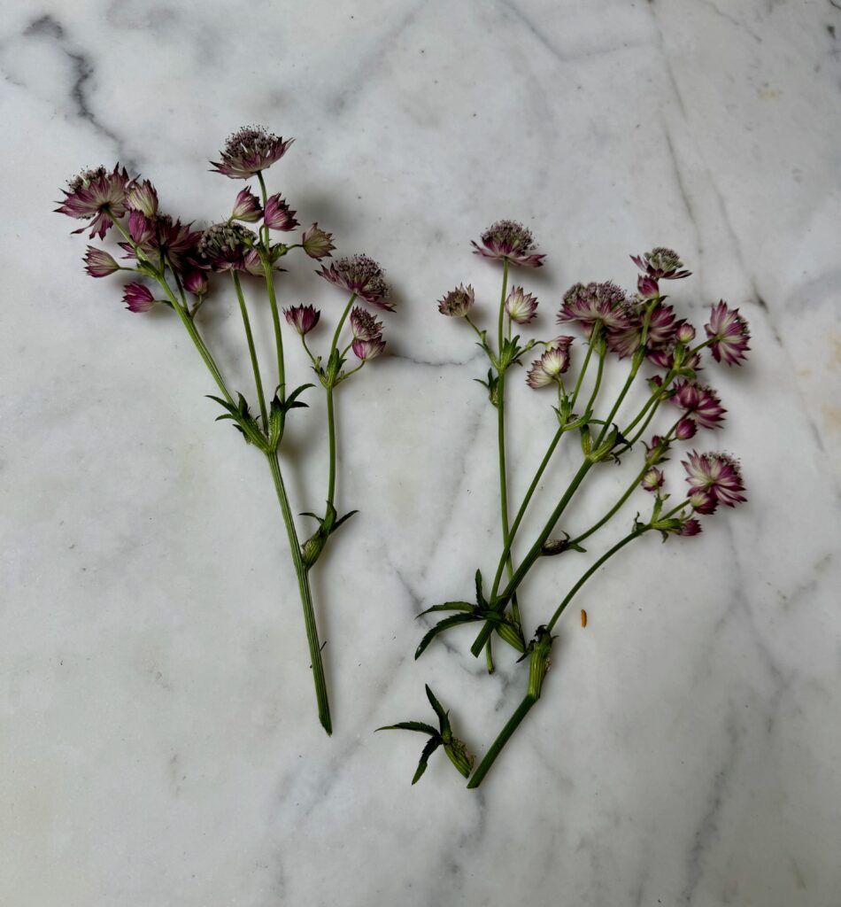 Easy bouquets, Easy flower arrangements, Astrantia