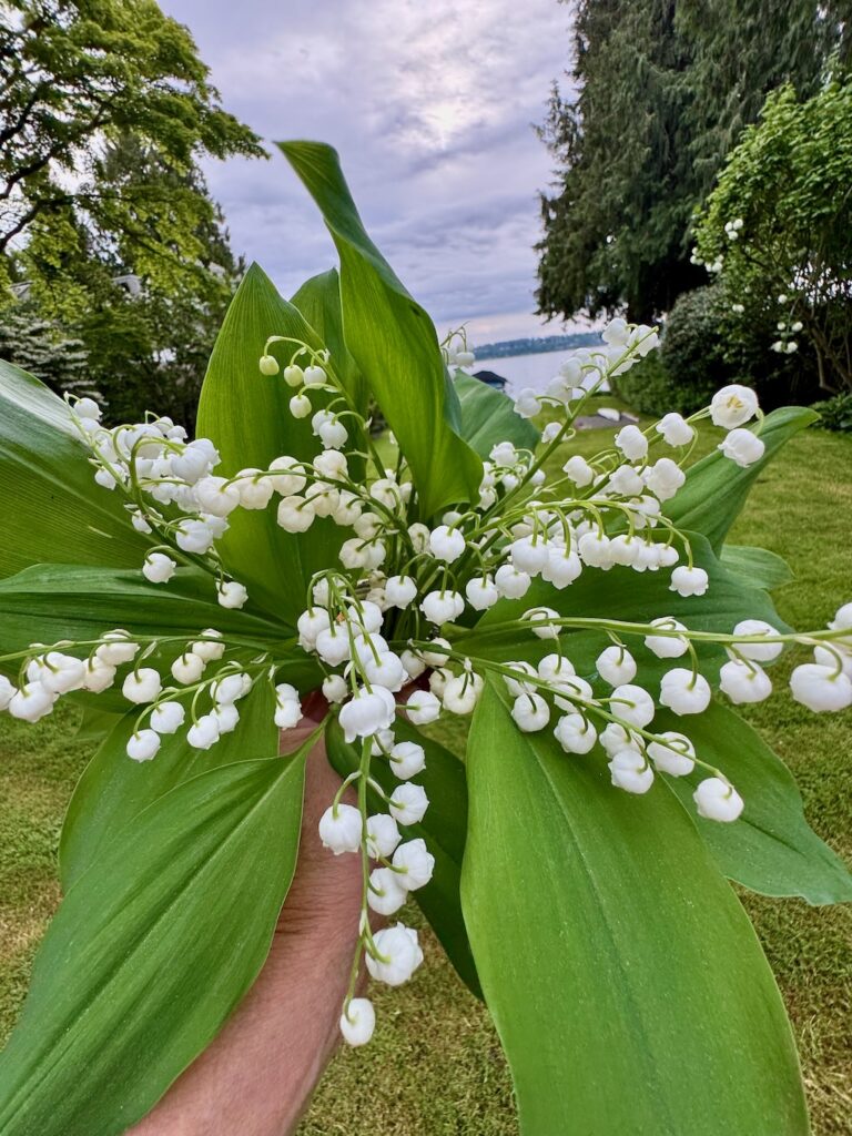 Lillies of the Valley, happy mother's day