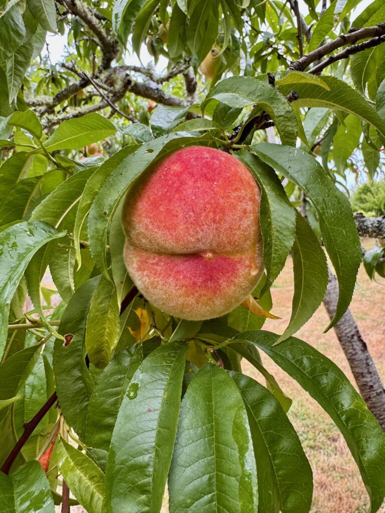 Frost peach on branch