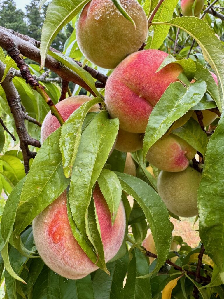 Frost peaches on branches
