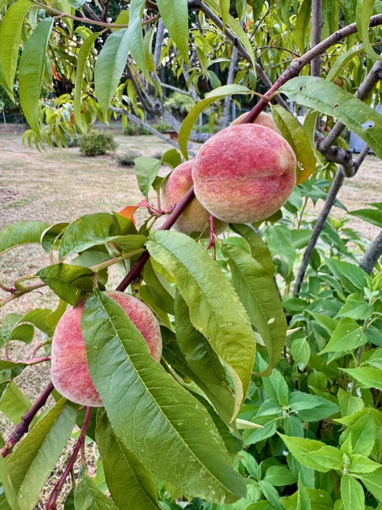 Frost peaches on branches